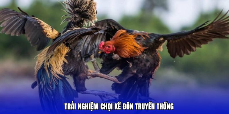Đá gà trực tiếp có nhiều hình thức cho người chơi lựa chọn