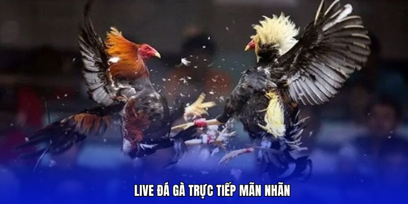 Live đá gà trực tiếp siêu nét