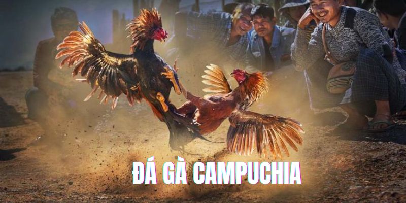 đá gà Campuchia