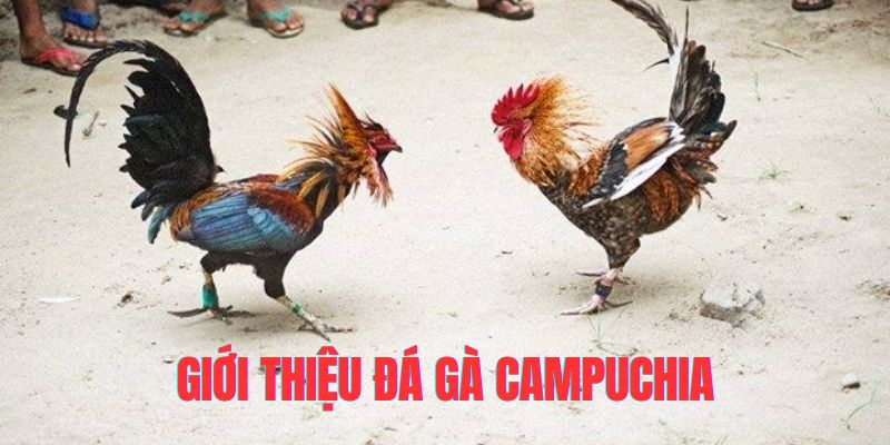 Sơ lược về đá gà campuchia