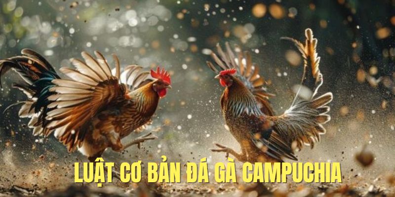 Luật chơi đá gà campuchia