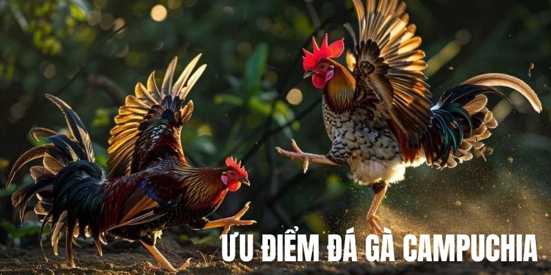 Ưu điểm đá gà campuchia